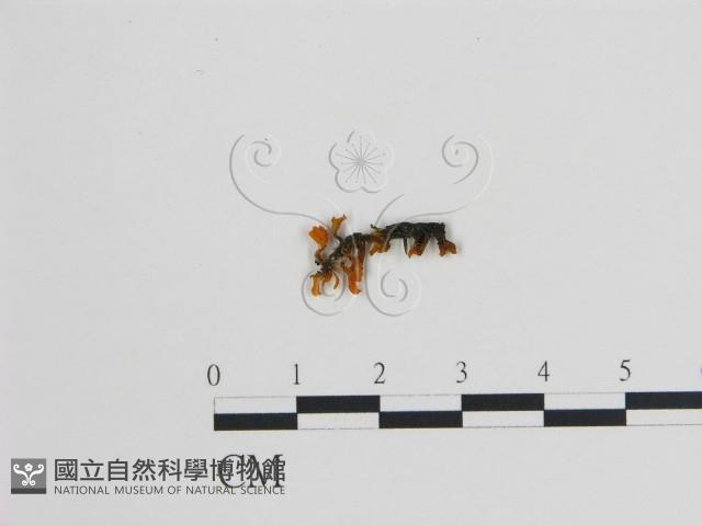 登錄號:F0020819藏品圖，第1張