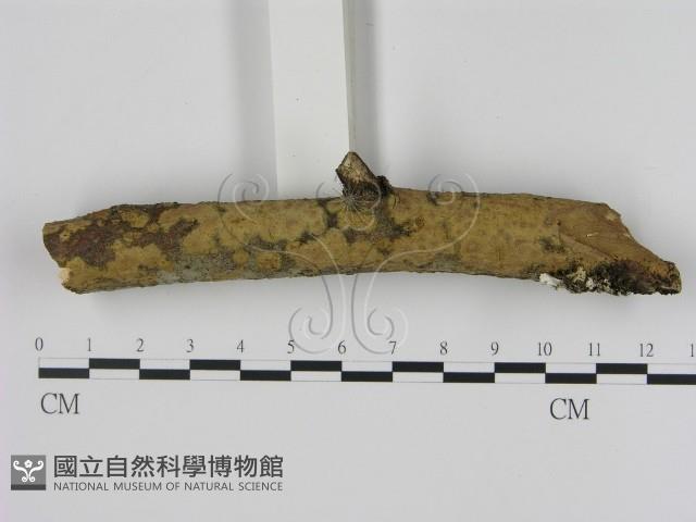 刺革菌屬藏品圖，第1張