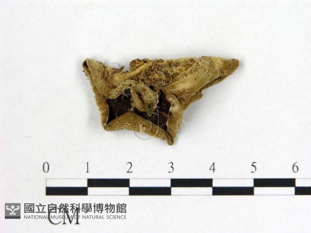 毛木耳藏品圖，第1張