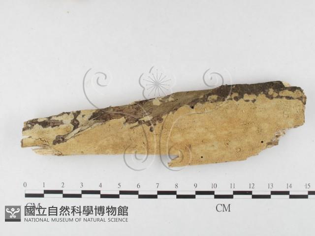 絲齒菌屬藏品圖，第1張