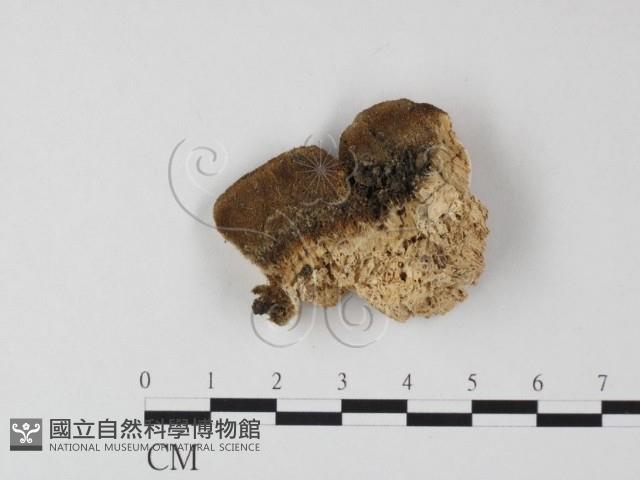 登錄號:F0006819藏品圖，第1張