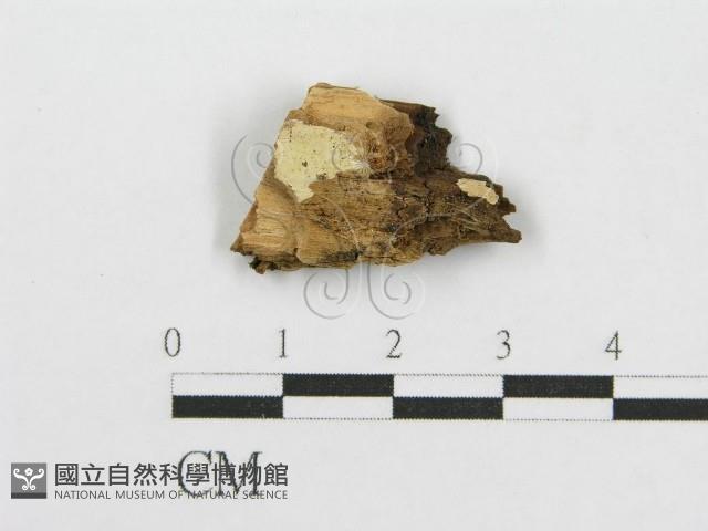 筍殼菌屬藏品圖，第1張