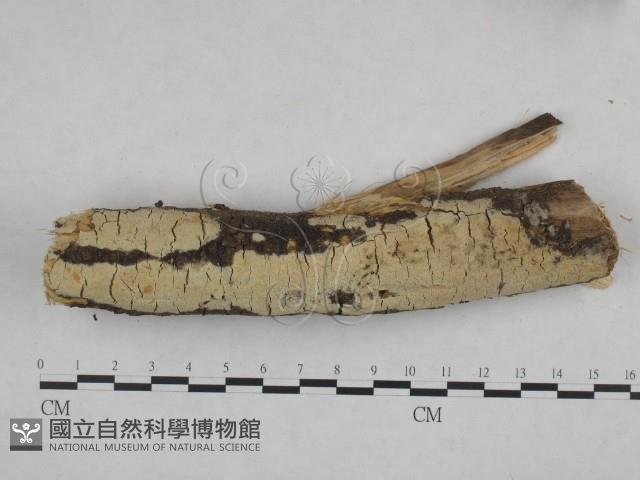 登錄號:F0021819藏品圖，第1張