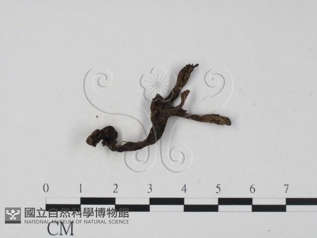 炭角菌屬藏品圖，第1張