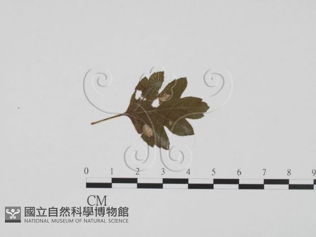 登錄號:F0011819藏品圖，第1張