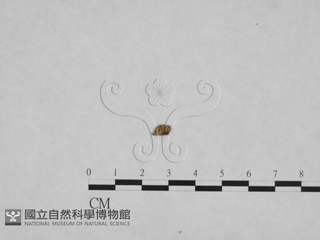 登錄號:F0024819藏品圖，第1張