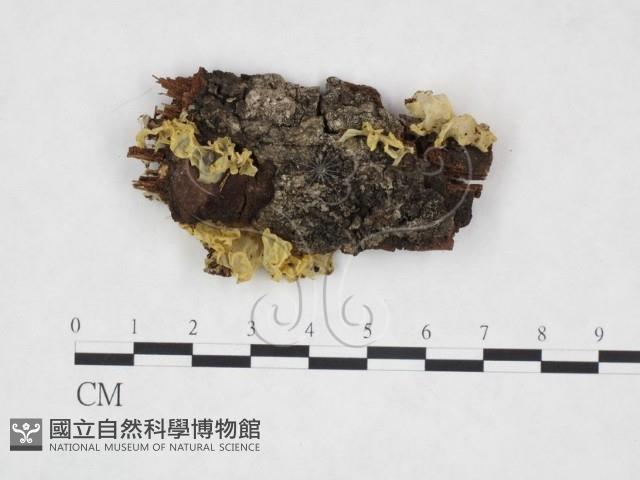 登錄號:F0004819藏品圖，第1張