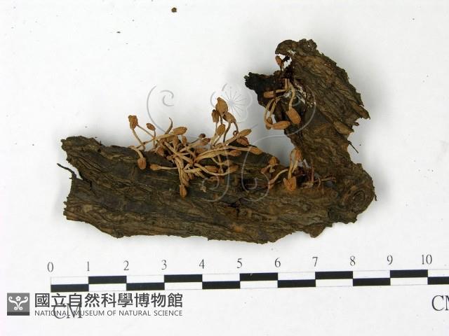 登錄號:F0022819藏品圖，第1張