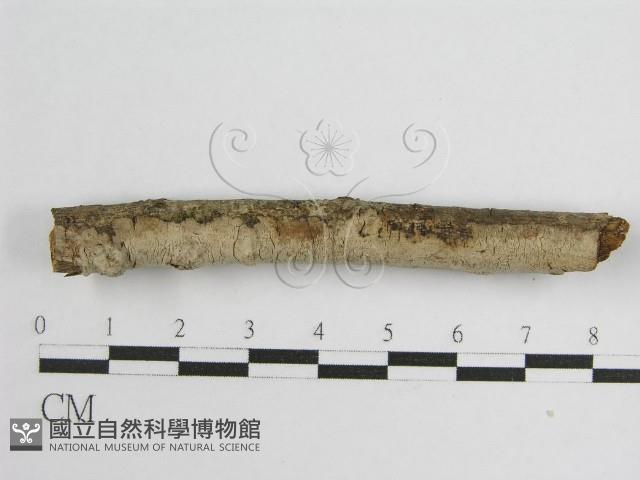 登錄號:F0012819藏品圖，第1張