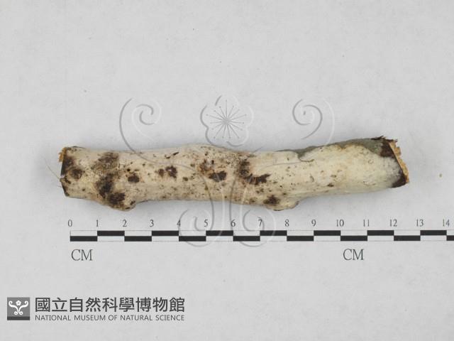 絲皮菌屬藏品圖，第1張