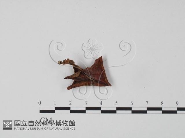 韌革菌屬藏品圖，第1張