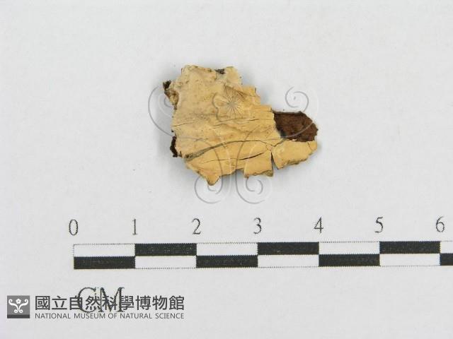 登錄號:F0017819藏品圖，第1張