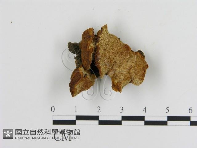 登錄號:F0005819藏品圖，第1張