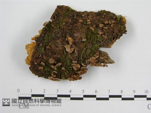 微皮傘屬藏品圖，第1張
