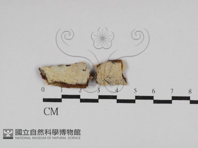 登錄號:F0029819藏品圖，第1張