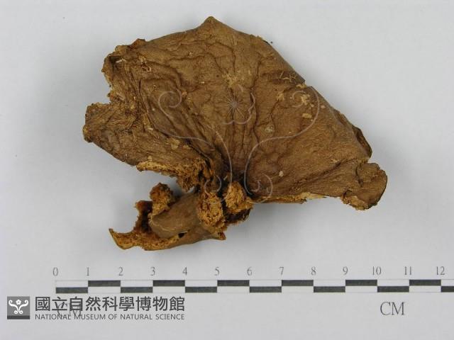 登錄號:F0003819藏品圖，第1張