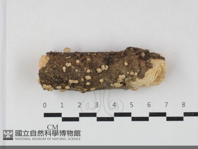 登錄號:F0033819藏品圖，第1張