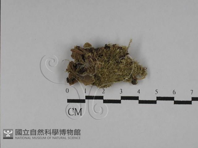 登錄號:F0028919藏品圖，第1張