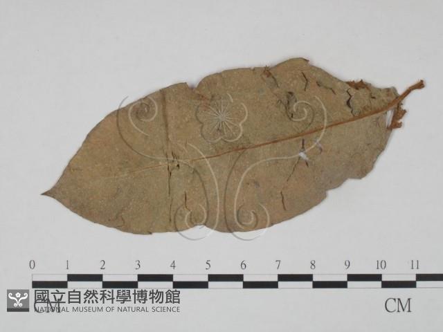 登錄號:F0018919藏品圖，第1張