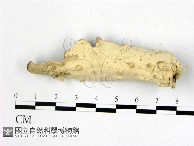 登錄號:F0020919藏品圖，第1張