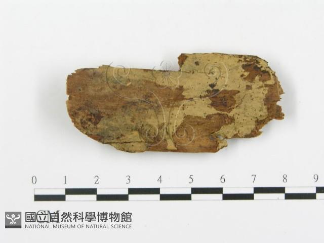 登錄號:F0000919藏品圖，第1張