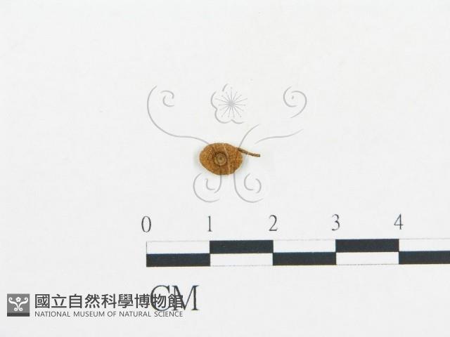 登錄號:F0010919藏品圖，第1張