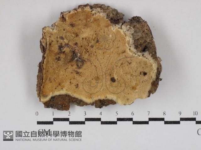 登錄號:F0030919藏品圖，第1張