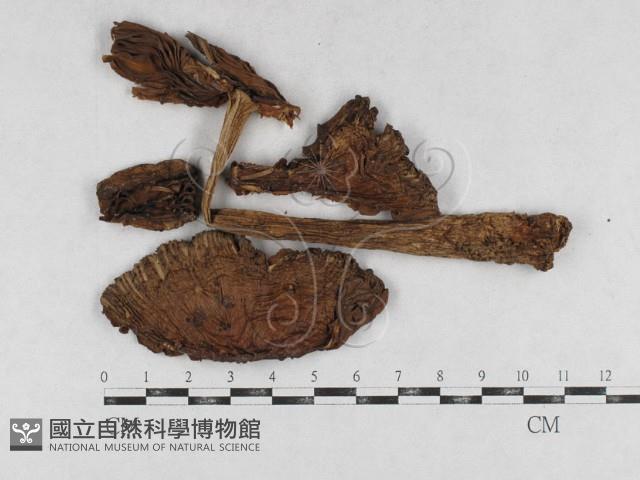 登錄號:F0026919藏品圖，第1張