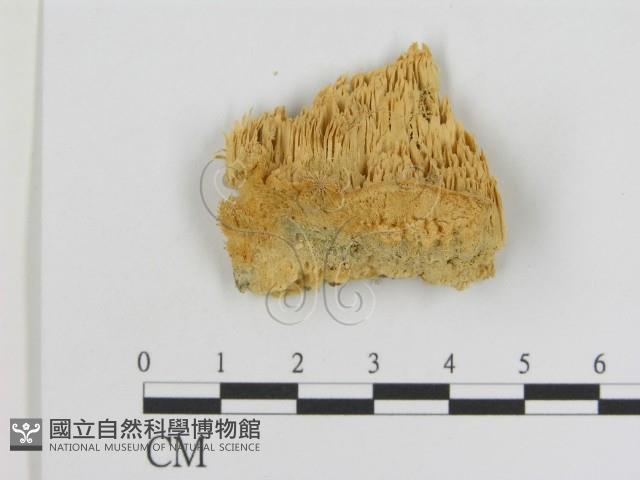 登錄號:F0006919藏品圖，第1張