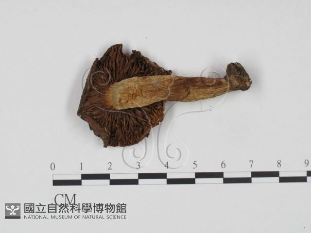 館號:F0021919藏品圖，第1張
