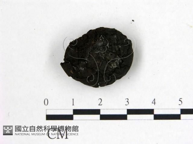 登錄號:F0001919藏品圖，第1張