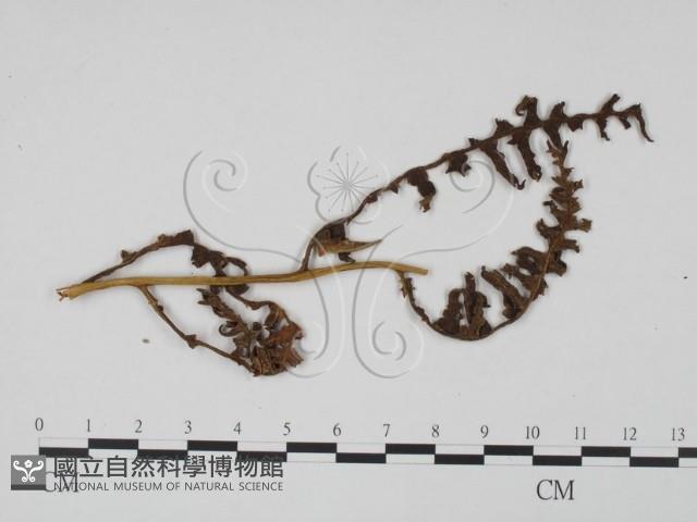 登錄號:F0011919藏品圖，第1張