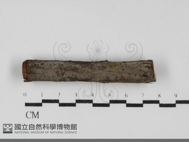 登錄號:F0031919藏品圖，第1張