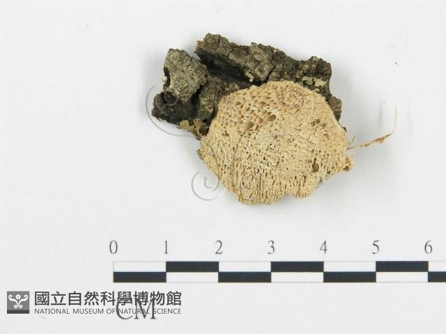 登錄號:F0004919藏品圖，第1張