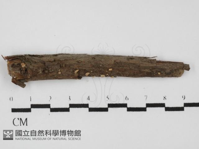 登錄號:F0014919藏品圖，第1張