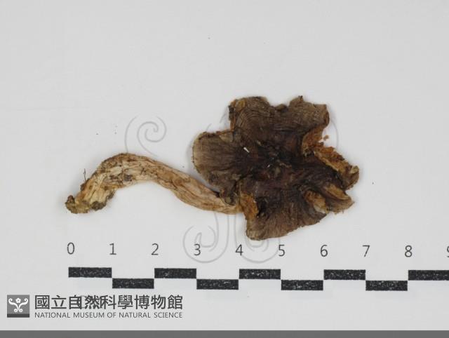 Accession Number:F0034919 Collection Image, Figure 1, Total 3 Figures