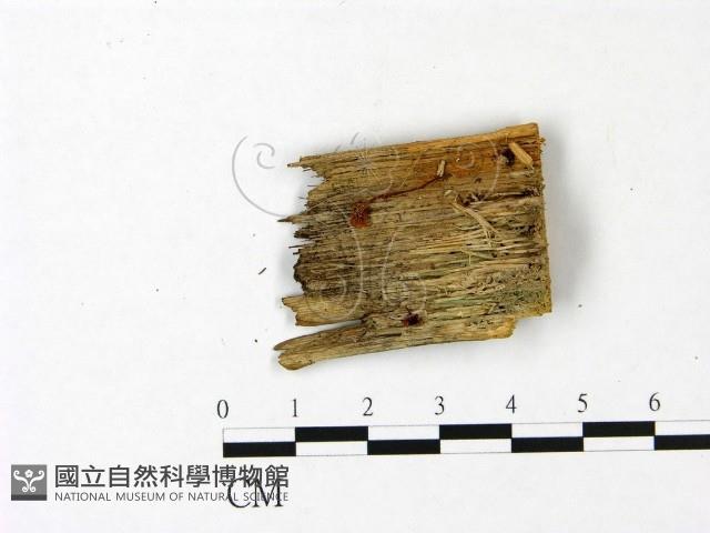 登錄號:F0022919藏品圖，第1張