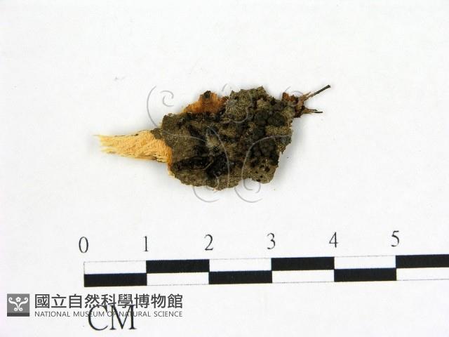 登錄號:F0002919藏品圖，第1張