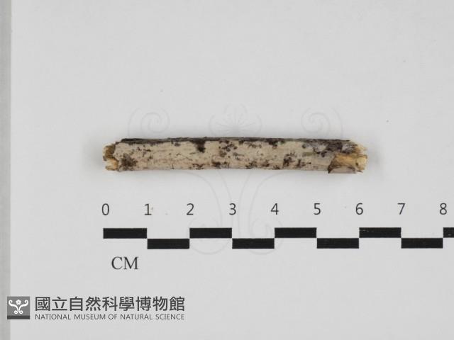 登錄號:F0032919藏品圖，第1張