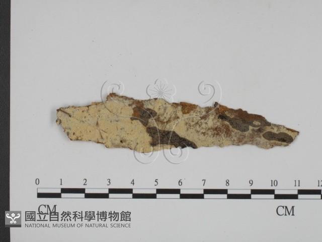 登錄號:F0007919藏品圖，第1張