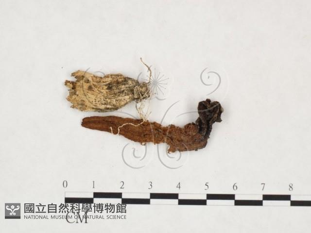登錄號:F0025919藏品圖，第1張