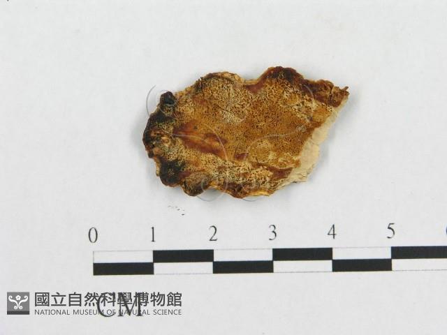 登錄號:F0005919藏品圖，第1張