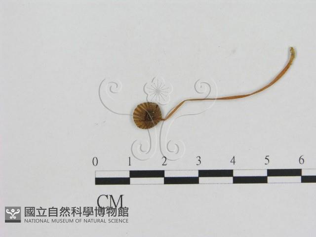 小菇屬藏品圖，第1張