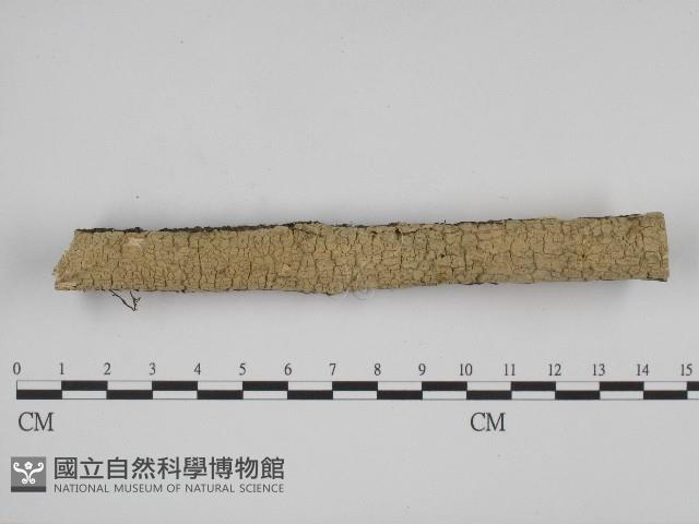 叉絲革菌屬藏品圖，第1張