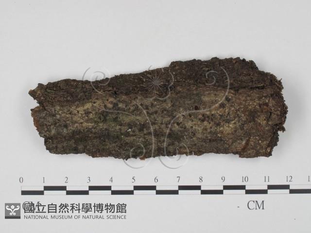 登錄號:F0013919藏品圖，第1張