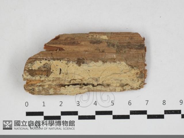 登錄號:F0033919藏品圖，第1張