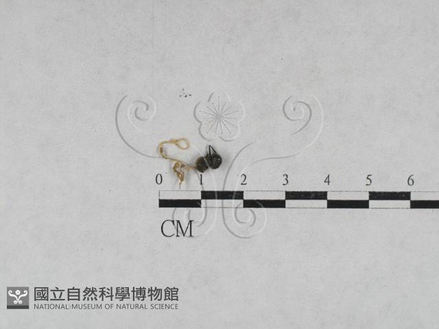 登錄號:F0028619藏品圖，第1張