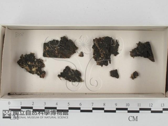 登錄號:F0020619藏品圖，第1張
