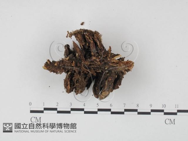 登錄號:F0010619藏品圖，第1張