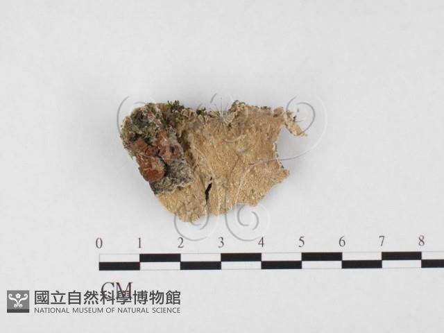 登錄號:F0026619藏品圖，第1張